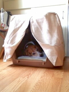 �o���P���l���B