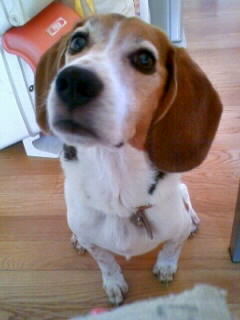 ���˂����