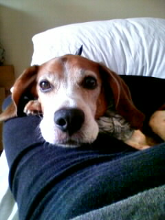 �Ȃ񂾂낤�A���̊�B