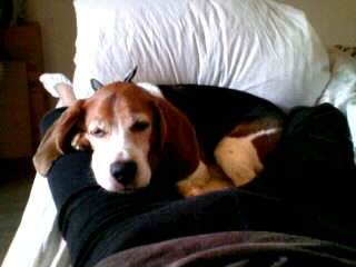 �p�������Ă�H