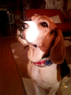 �ӂ��񂽂��Ă������I