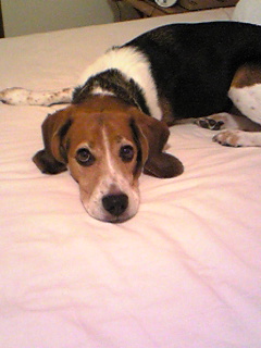 �̂��Ă���Ȃ���