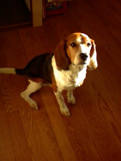 ���̎]�̂ł�