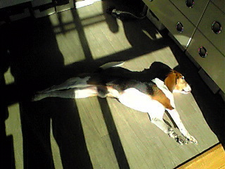 �ЂȂ��ڂ���