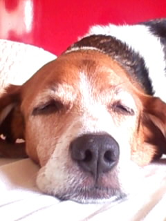 ��F�̔@���B