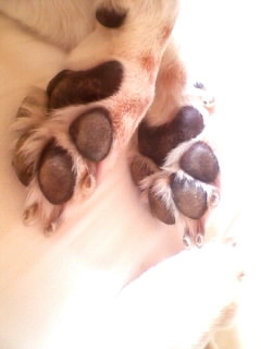 �����̂������̖т�