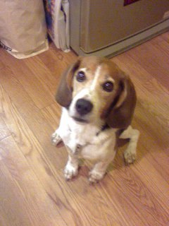 �ڂ��P���Ă���̂́A