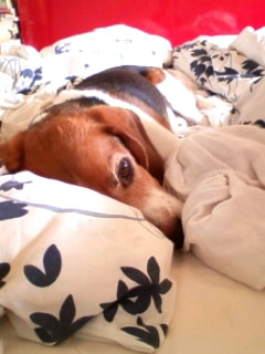 T�V���c�Ԃ��āI